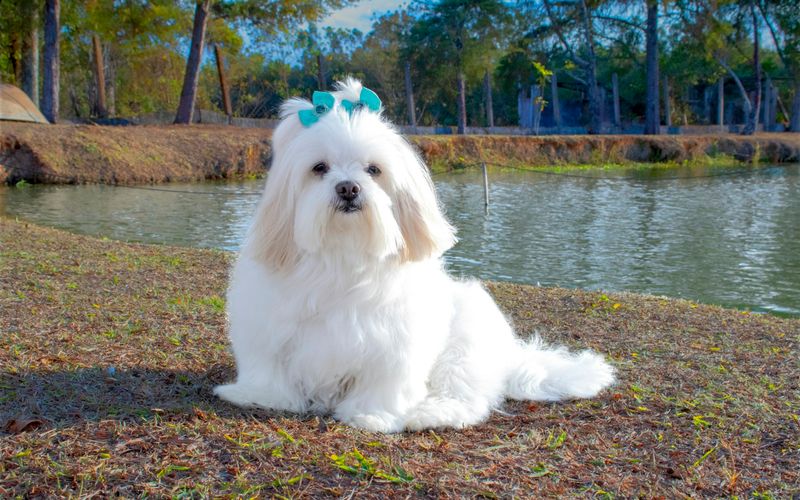 Lhasa apso branco de pelo longo e lacinho azul na cabeça, deitado na grama à beira de um lago
