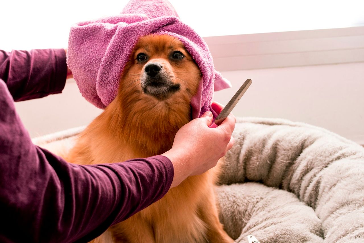 Lulu da Pomerânia com toalha rosa na cabeça sendo penteado após o banho