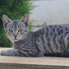 Gato vira-lata tigrado cinza deitado sobre uma mesa de madeira ao ar livre, com o olhar atento para a câmera