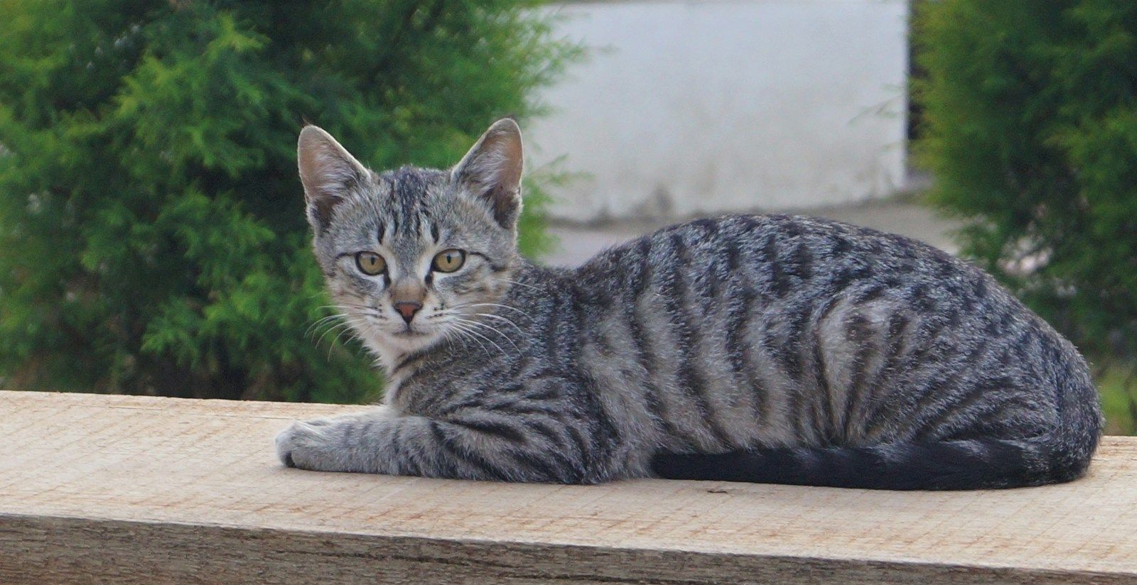 Gato vira-lata tigrado cinza deitado sobre uma mesa de madeira ao ar livre, com o olhar atento para a câmera