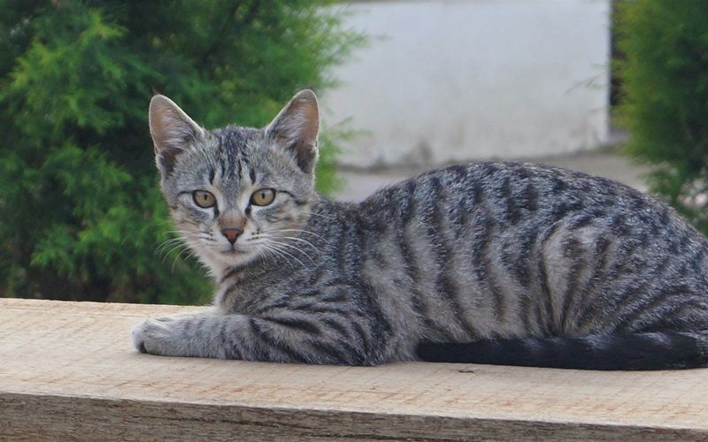 Gato vira-lata tigrado cinza deitado sobre uma mesa de madeira ao ar livre, com o olhar atento para a câmera