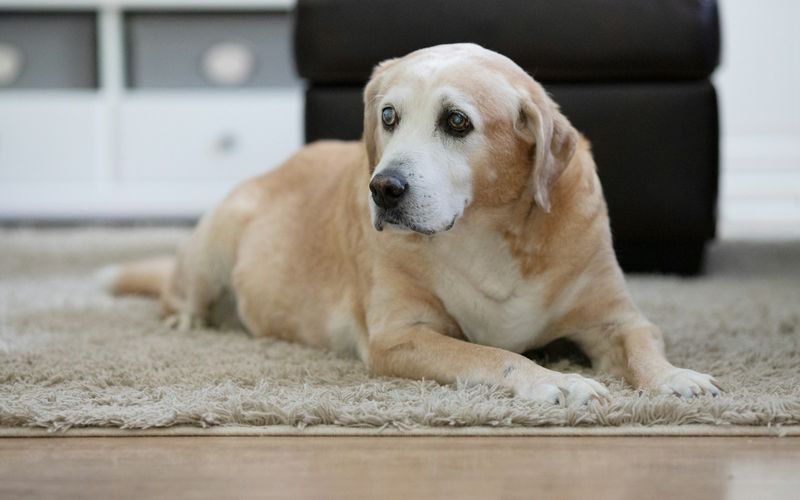 Labrador idoso de focinho grisalho deitado tranquilo sobre um tapete em casa