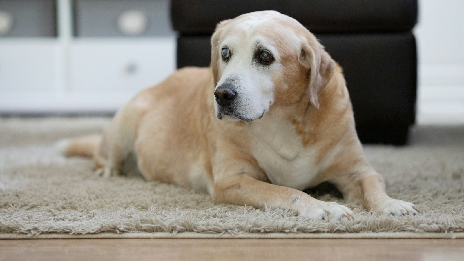 Labrador idoso de focinho grisalho deitado tranquilo sobre um tapete em casa