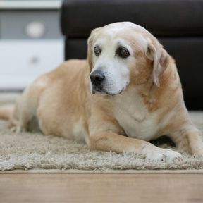 Labrador idoso de focinho grisalho deitado tranquilo sobre um tapete em casa