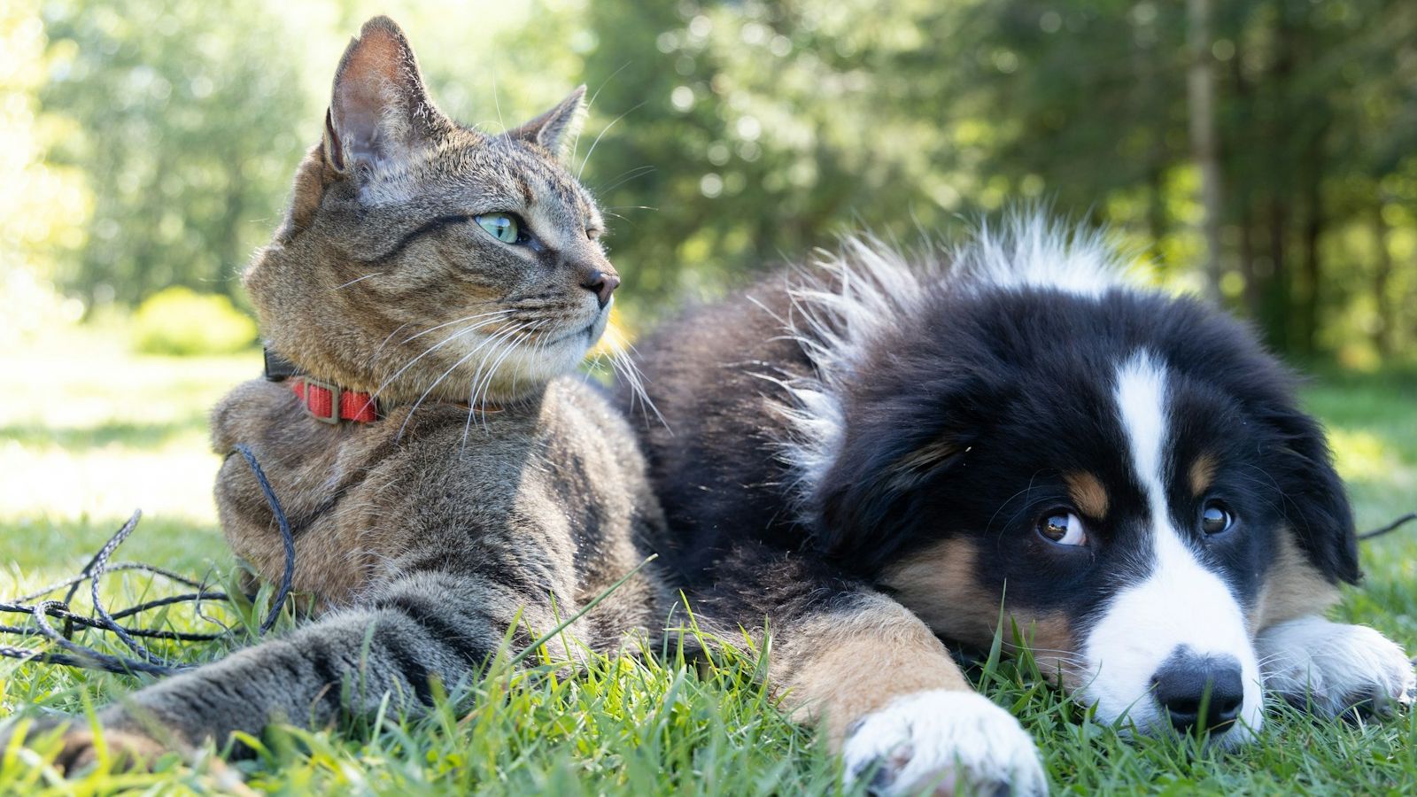 Gato tigrado de coleira vermelha e filhote de pastor australiano tricolor descansando juntos na grama de um parque ensolarado