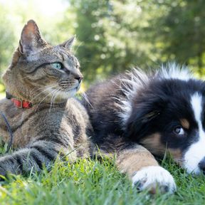 Gato tigrado de coleira vermelha e filhote de pastor australiano tricolor descansando juntos na grama de um parque ensolarado
