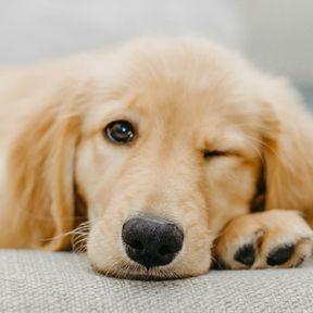 Filhote de golden retriever deitado sobre uma manta clara, com a cabeça apoiada nas patas e um olho fechado, como se piscasse