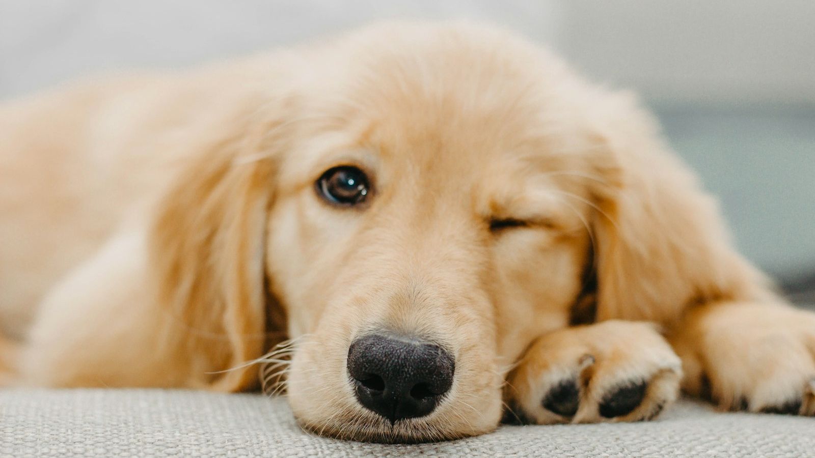 Filhote de golden retriever deitado sobre uma manta clara, com a cabeça apoiada nas patas e um olho fechado, como se piscasse