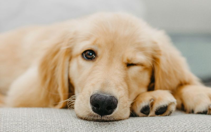 Filhote de golden retriever deitado sobre uma manta clara, com a cabeça apoiada nas patas e um olho fechado, como se piscasse