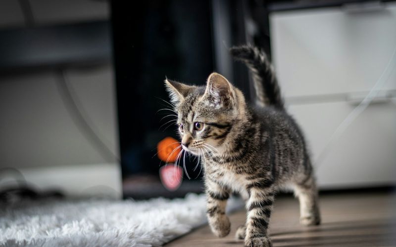 Filhote de gato tigrado caminhando curioso sobre um tapete felpudo numa sala, com um brinquedo colorido ao fundo