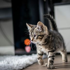 Filhote de gato tigrado caminhando curioso sobre um tapete felpudo numa sala, com um brinquedo colorido ao fundo