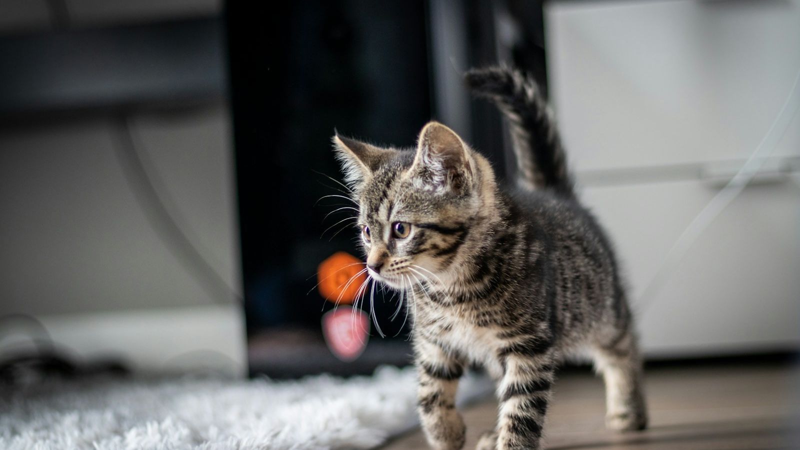 Filhote de gato tigrado caminhando curioso sobre um tapete felpudo numa sala, com um brinquedo colorido ao fundo