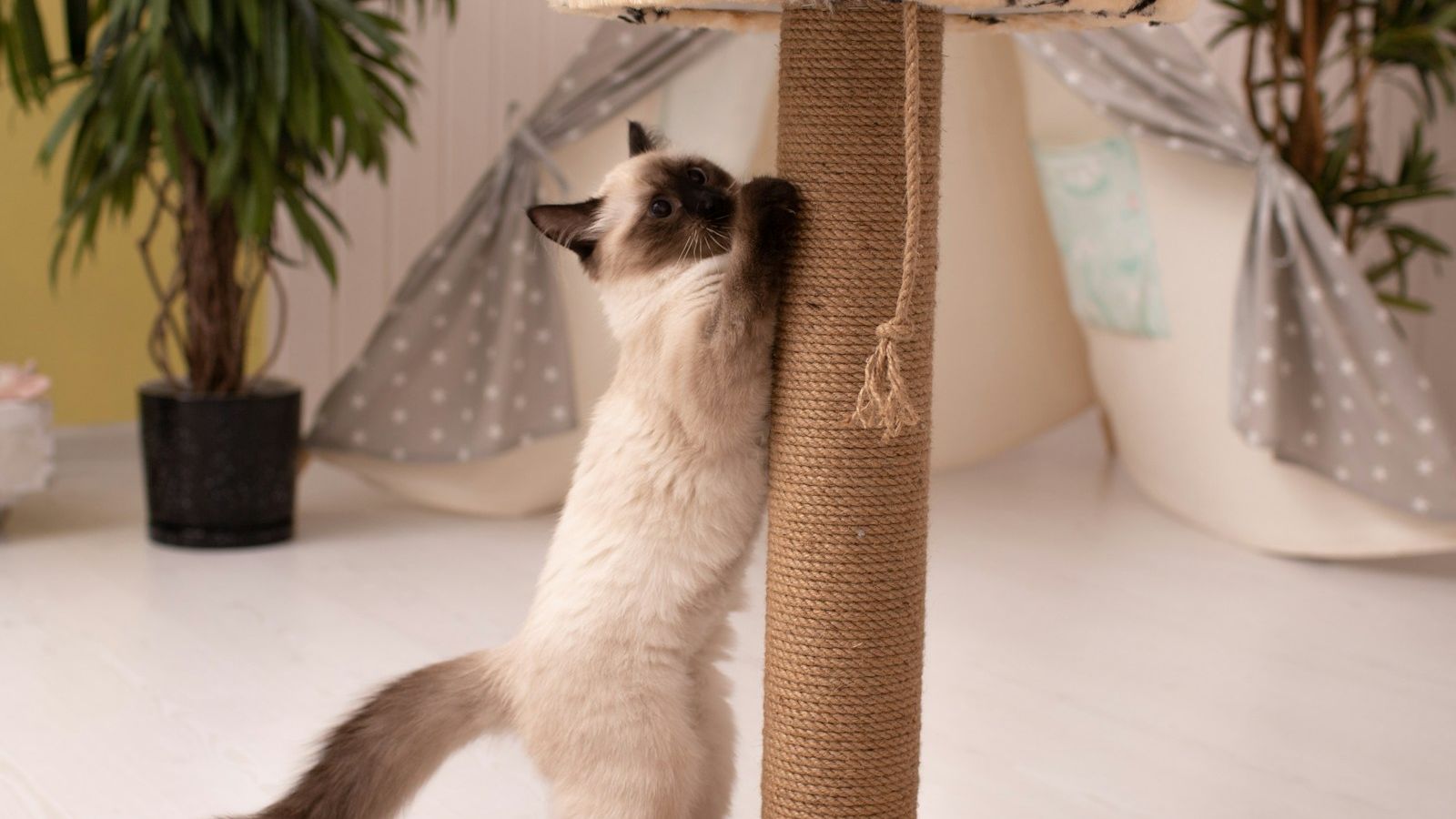 Gato de pelo claro e extremidades escuras em pé, esticado, arranhando um poste de sisal numa sala iluminada