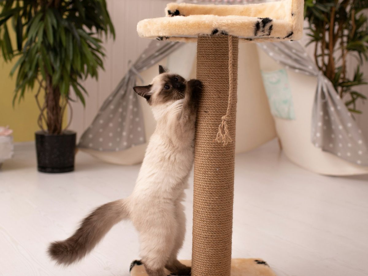 Gato de pelo claro e extremidades escuras em pé, esticado, arranhando um poste de sisal numa sala iluminada