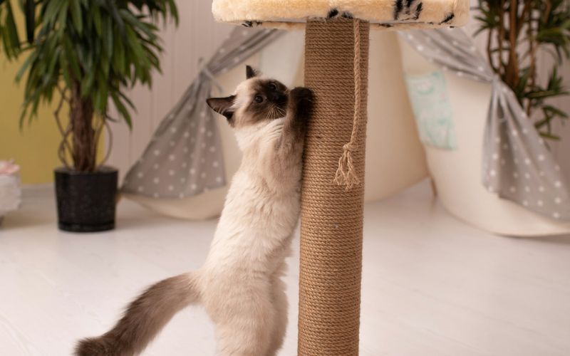 Gato de pelo claro e extremidades escuras em pé, esticado, arranhando um poste de sisal numa sala iluminada