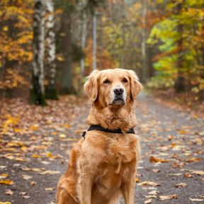 Golden retriever adulto de peitoral sentado numa trilha coberta de folhas secas, num bosque de outono