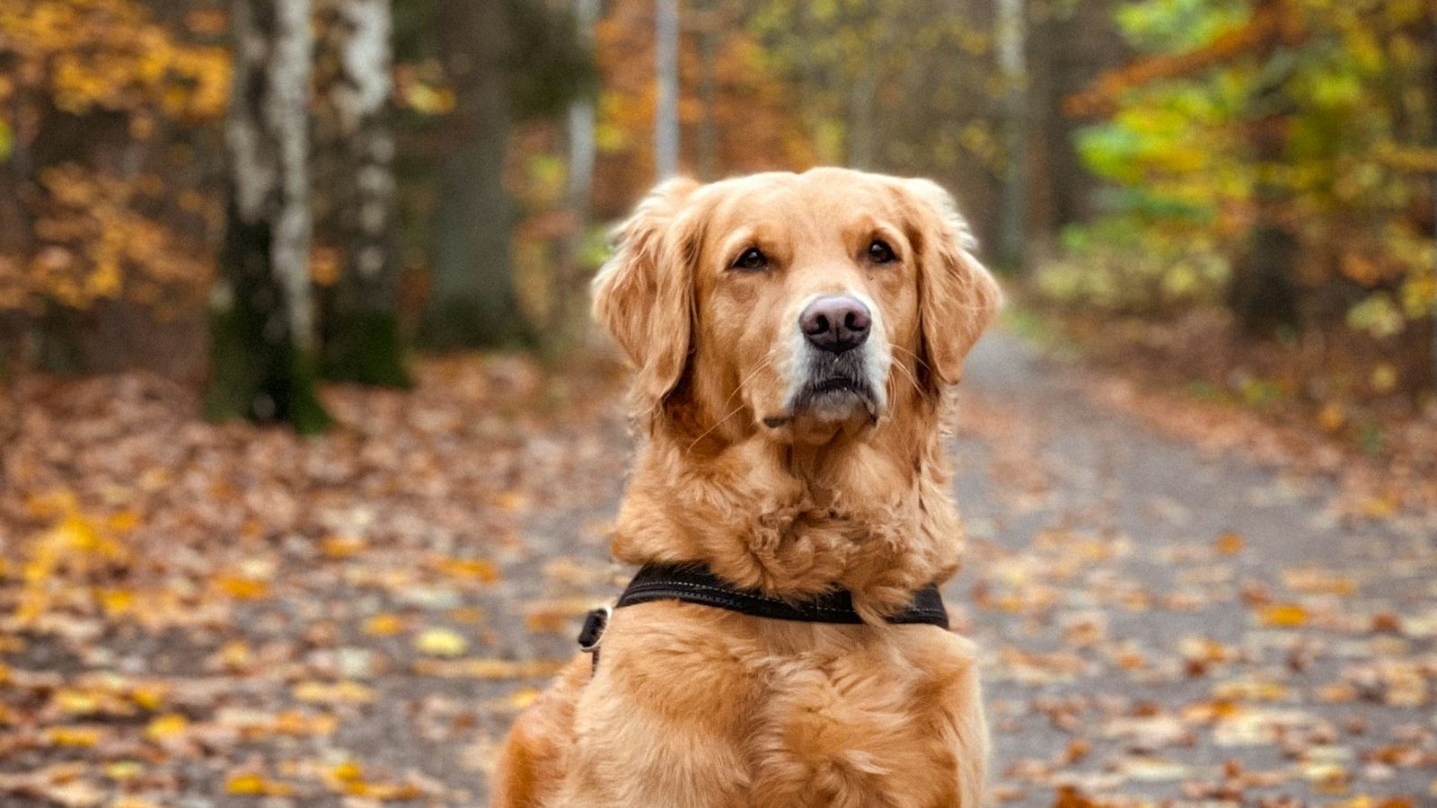 Golden retriever adulto de peitoral sentado numa trilha coberta de folhas secas, num bosque de outono