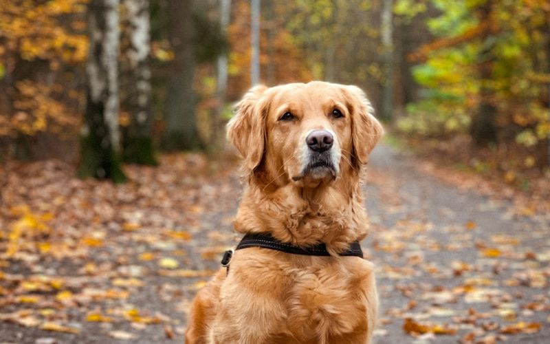 Golden retriever adulto de peitoral sentado numa trilha coberta de folhas secas, num bosque de outono