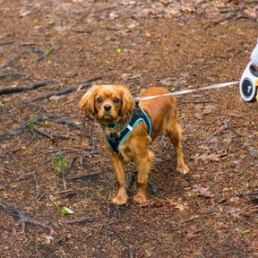 Cachorro pequeno de pelo avermelhado e orelhas longas, de peitoral, preso a uma guia retrátil numa trilha de terra com folhas