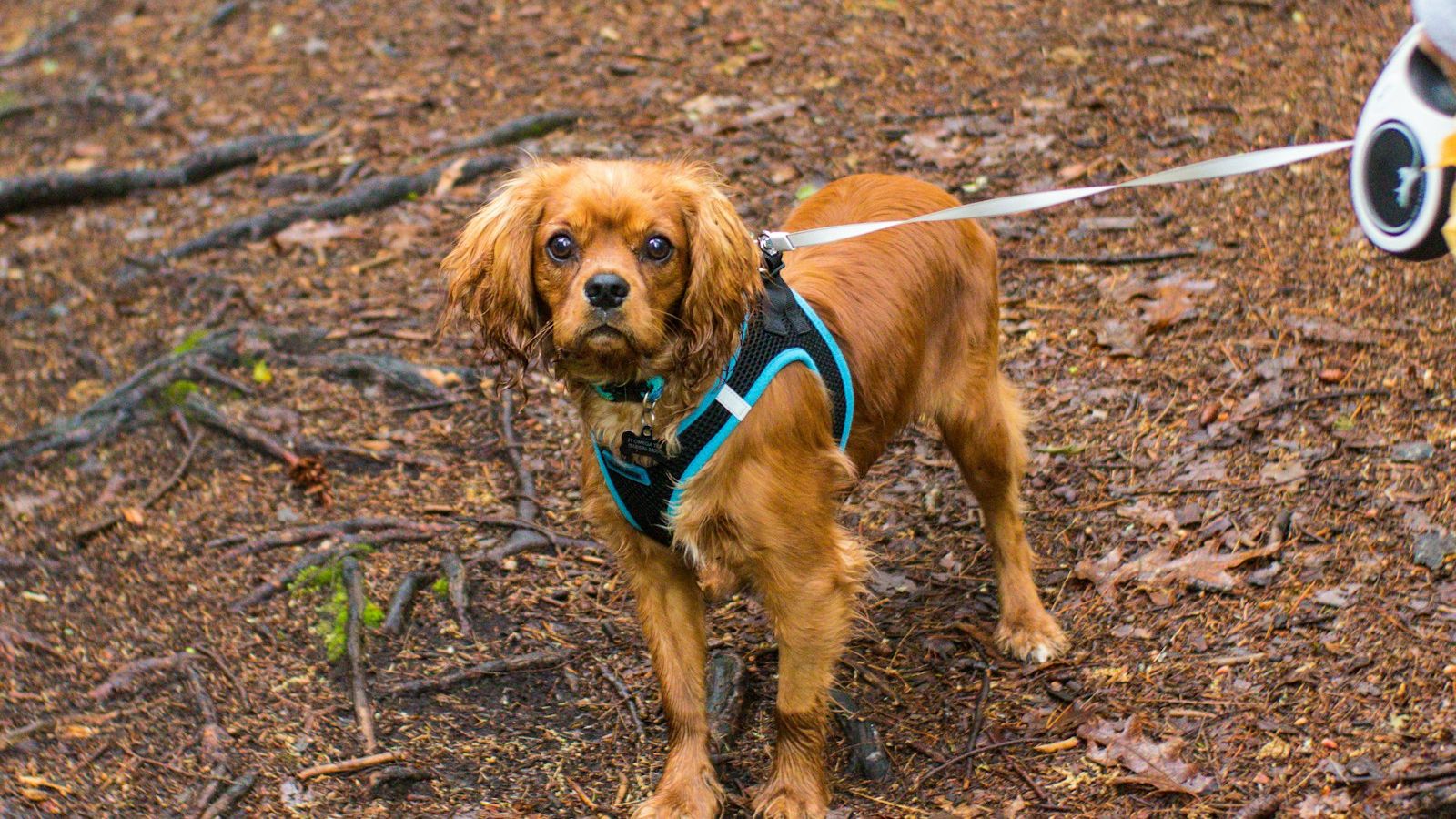 Cachorro pequeno de pelo avermelhado e orelhas longas, de peitoral, preso a uma guia retrátil numa trilha de terra com folhas