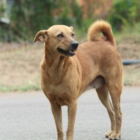 Cachorro vira-lata caramelo de orelhas caídas em pé numa rua, com a cauda enrolada para cima