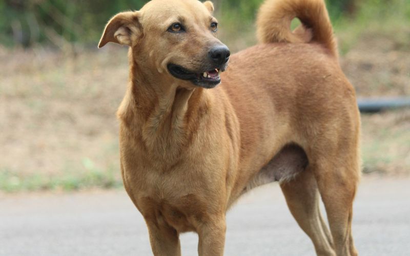 Cachorro vira-lata caramelo de orelhas caídas em pé numa rua, com a cauda enrolada para cima