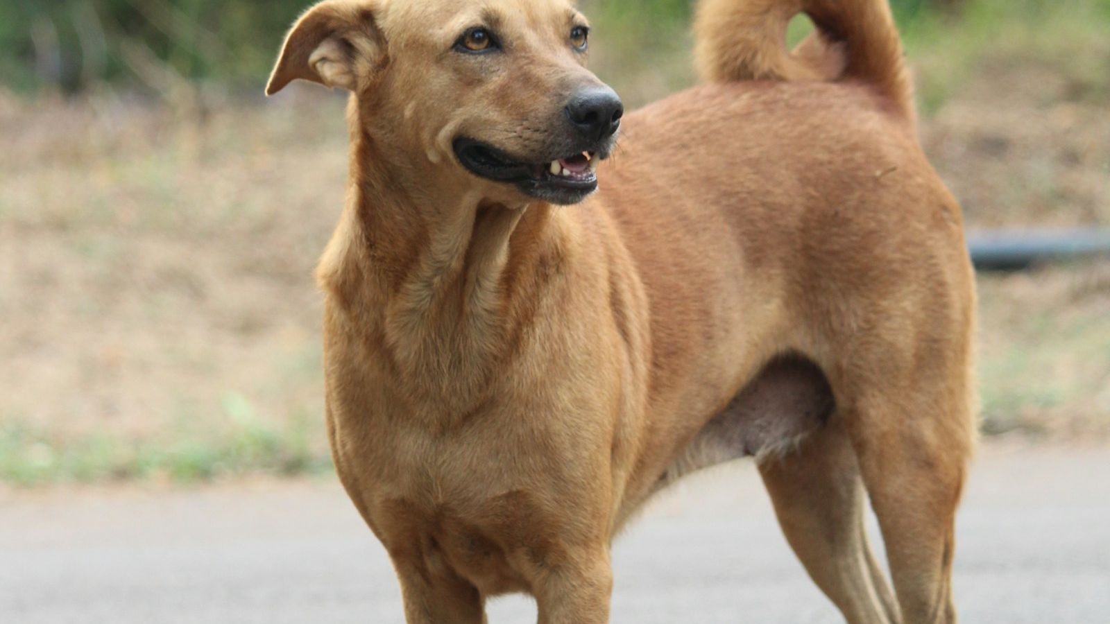 Cachorro vira-lata caramelo de orelhas caídas em pé numa rua, com a cauda enrolada para cima