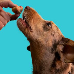 Mão oferecendo um petisco a um cachorro marrom, sobre fundo azul