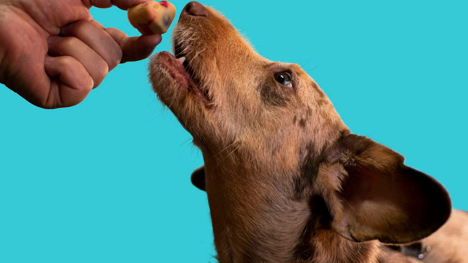 Mão oferecendo um petisco a um cachorro marrom, sobre fundo azul