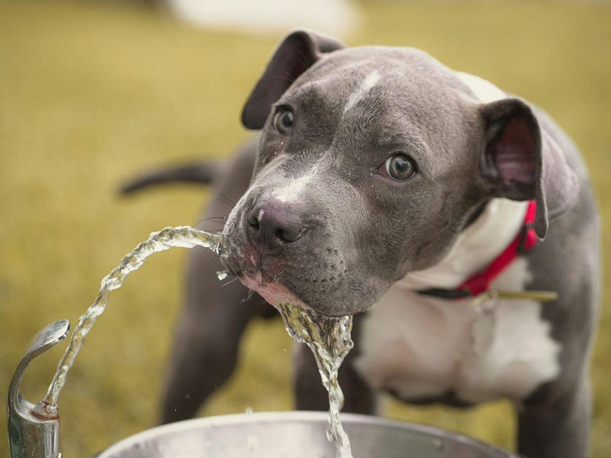 Filhote de cachorro cinza e branco, de coleira vermelha, bebendo o jato de água fresca de um bebedouro ao ar livre, sobre a grama