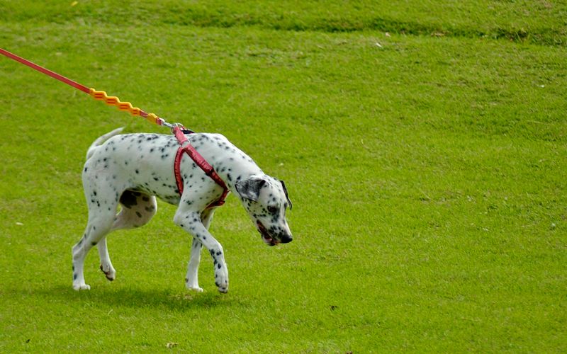 Dálmata de peitoral vermelho preso à guia, farejando a grama
