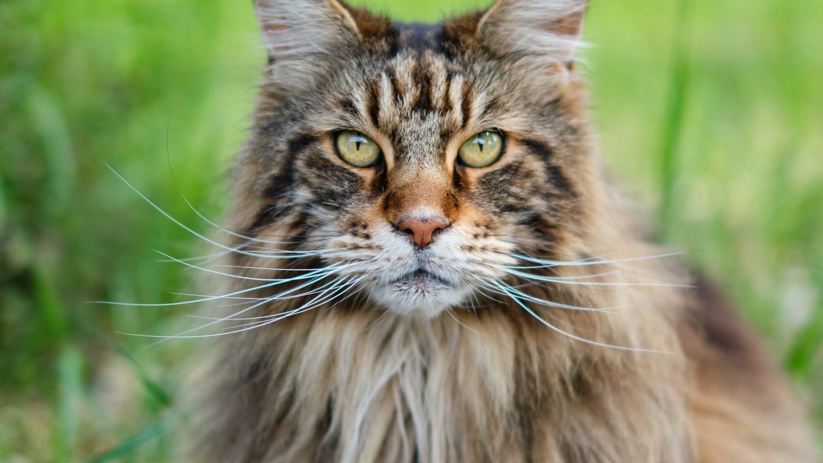 Gato maine coon de pelo longo tigrado e juba farta, com tufos nas orelhas, sentado na grama e olhando para a câmera
