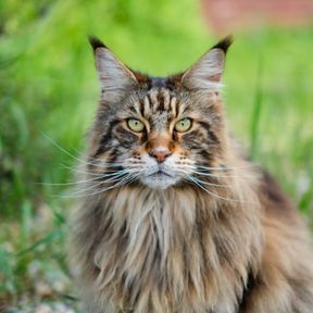Gato maine coon de pelo longo tigrado e juba farta, com tufos nas orelhas, sentado na grama e olhando para a câmera