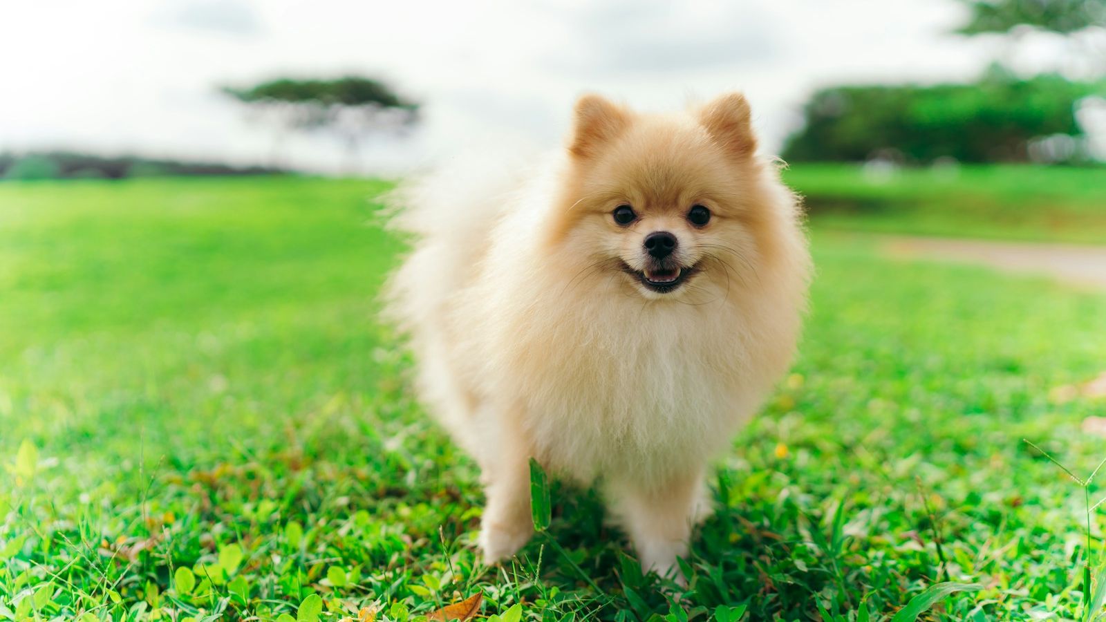 Lulu da pomerânia de pelagem creme e volumosa, em pé num gramado verde e sorrindo com a boca aberta