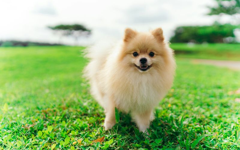 Lulu da pomerânia de pelagem creme e volumosa, em pé num gramado verde e sorrindo com a boca aberta