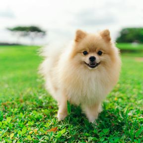 Lulu da pomerânia de pelagem creme e volumosa, em pé num gramado verde e sorrindo com a boca aberta