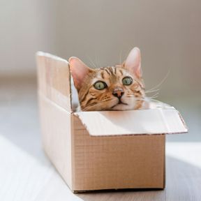 Gato bengal espiando de dentro de uma caixa de papelão comprida, num cômodo claro