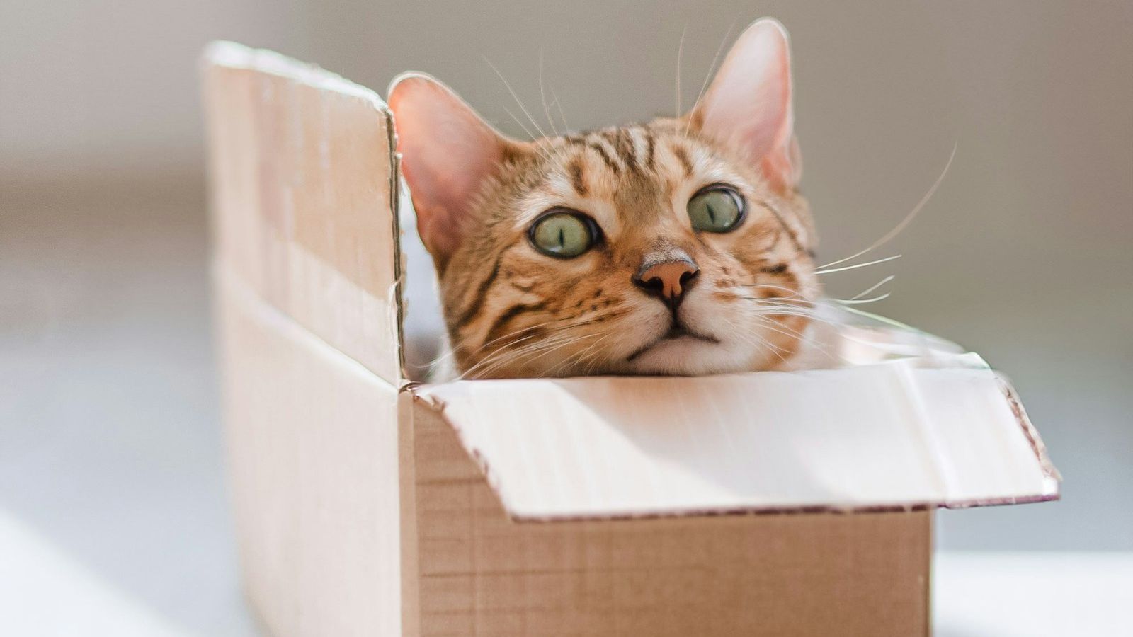 Gato bengal espiando de dentro de uma caixa de papelão comprida, num cômodo claro