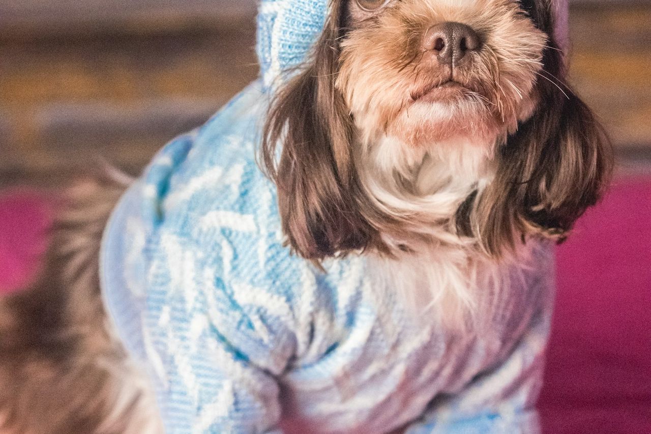 Cachorrinho peludo vestindo moletom de tricô azul com capuz sentado sobre manta rosa