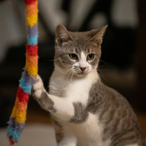 Gato cinza e branco dando uma patada numa varinha de brinquedo com pelúcia colorida