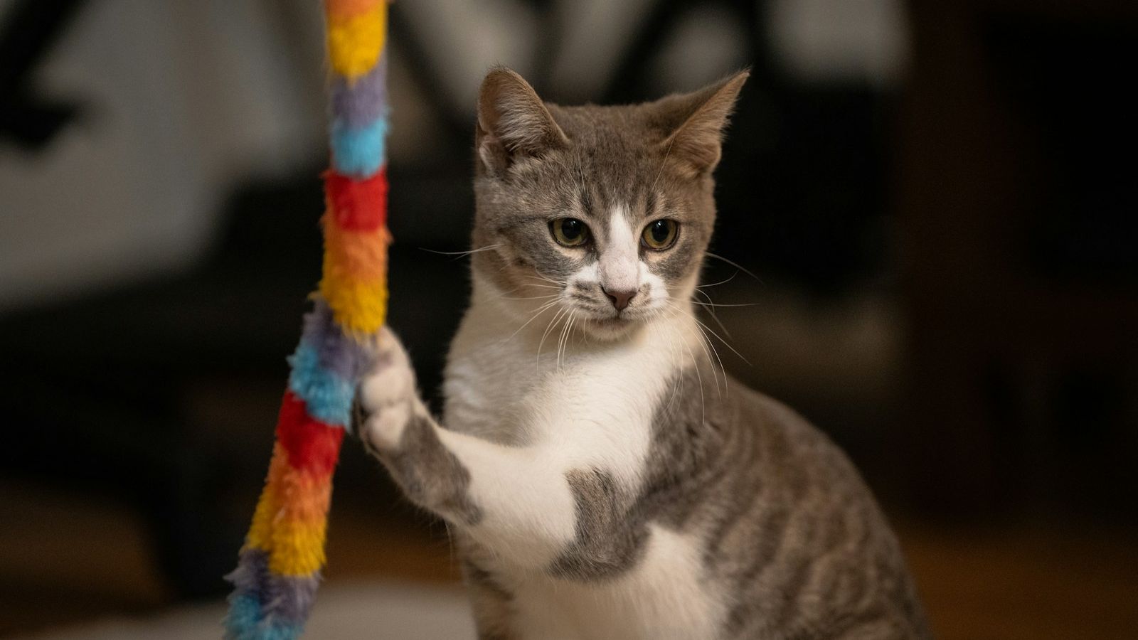 Gato cinza e branco dando uma patada numa varinha de brinquedo com pelúcia colorida