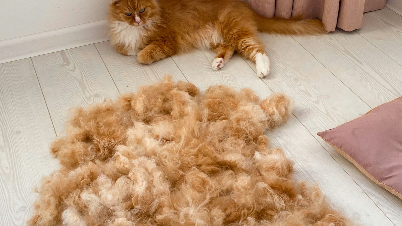 Gato laranja de pelo longo deitado no piso claro ao lado de um grande monte de pelos soltos tirados na escovação