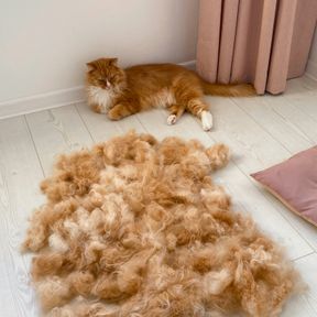 Gato laranja de pelo longo deitado no piso claro ao lado de um grande monte de pelos soltos tirados na escovação