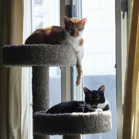 Dois gatos descansando nos andares de um arranhador alto, perto da janela
