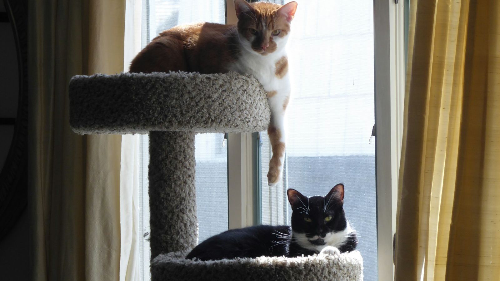 Dois gatos descansando nos andares de um arranhador alto, perto da janela