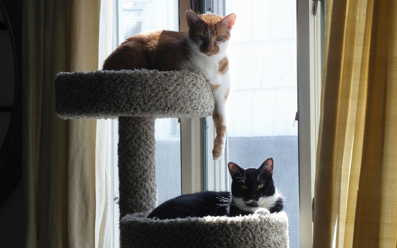 Dois gatos descansando nos andares de um arranhador alto, perto da janela