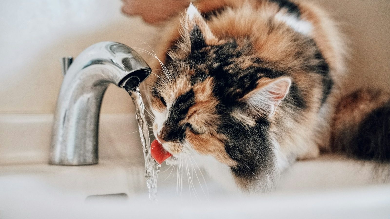 Gata tricolor bebendo água direto da torneira da pia do banheiro