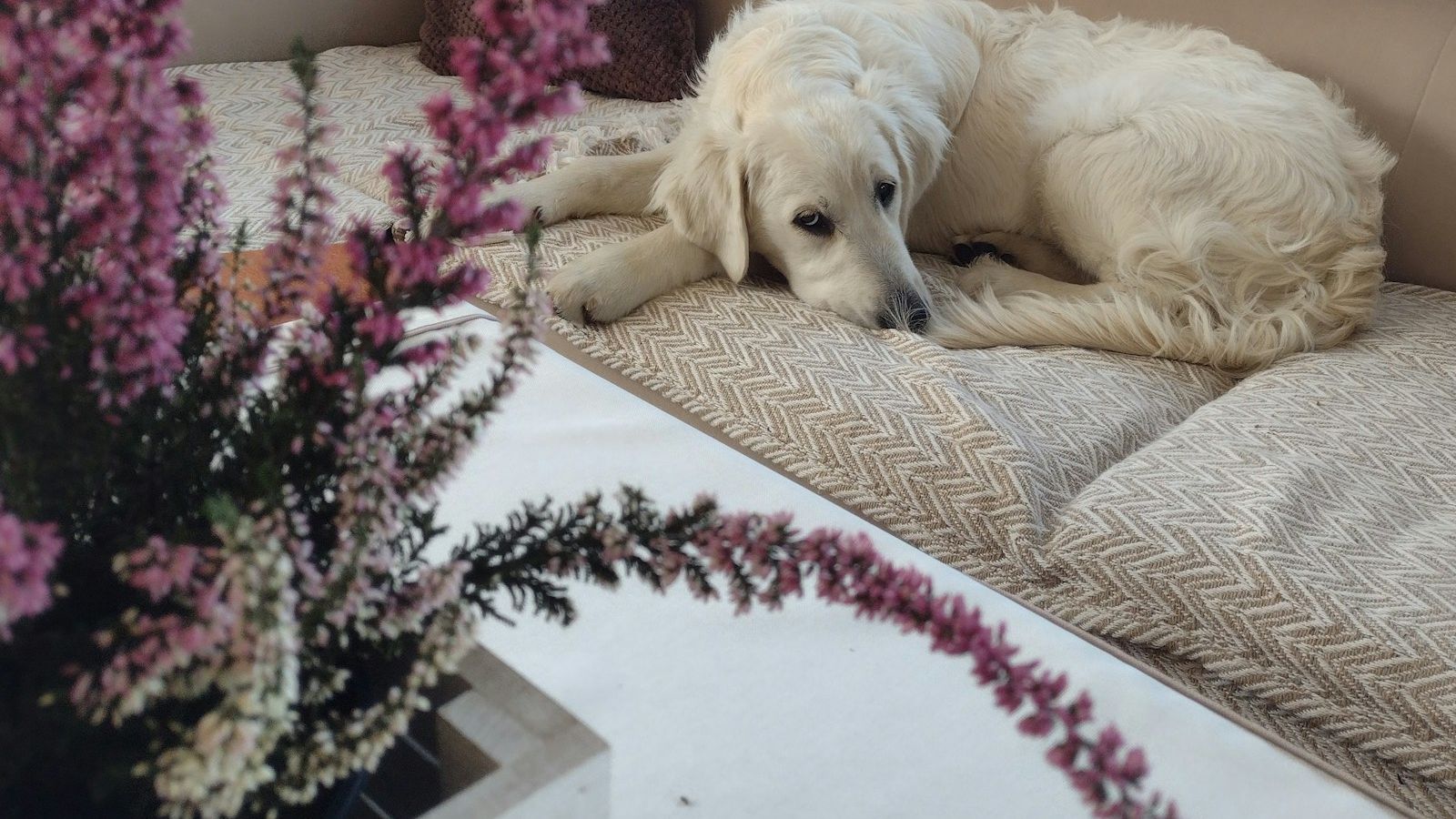 Cachorro de pelo longo e claro deitado no sofá, com um vaso de flores em primeiro plano