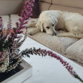Cachorro de pelo longo e claro deitado no sofá, com um vaso de flores em primeiro plano