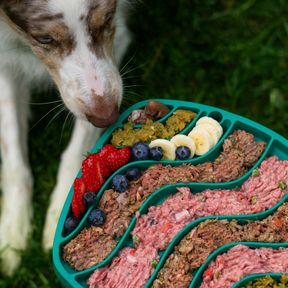 Border collie cheirando um comedouro lento verde-água com divisórias em zigue-zague, cheio de comida, sobre a grama